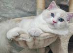 winner - Ragdoll Kitten For Sale - Los Angeles, CA, US