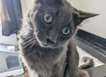 Pebbles - Russian Blue Cat For Adoption - Tucson, AZ, US