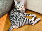 Bengal kittens - Bengal Kitten For Sale - 