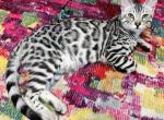 Bengal Kittens ready now - Bengal Cat For Sale - Crestview, FL, US