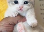 Leo - Munchkin Kitten For Sale - Las Vegas, NV, US