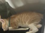 Bob - American Shorthair Kitten For Sale - Philadelphia, PA, US