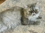 Henry - Persian Cat For Sale - 