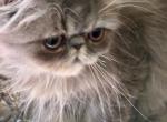 Amy - Persian Kitten For Sale - West Palm Beach, FL, US