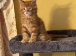 Maine Coon - Maine Coon Kitten For Sale - Freehold, NJ, US