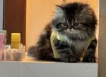 Snuggles - Persian Kitten For Sale - River Falls, WI, US