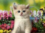 AlexBRI - British Shorthair Kitten For Sale - Brooklyn, NY, US