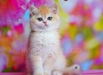Funtik - British Shorthair Kitten For Sale - Brooklyn, NY, US