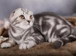 Fabio - Scottish Fold Kitten For Sale - Brooklyn, NY, US
