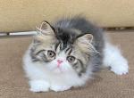 Zo Zo  is reserved - Persian Kitten For Sale - 