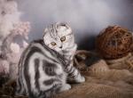 Freeda - Scottish Fold Kitten For Sale - Brooklyn, NY, US