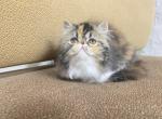 Zara  is reserved - Persian Kitten For Sale - 