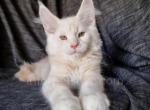 Jardin - Maine Coon Kitten For Sale - Brooklyn, NY, US