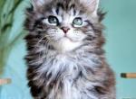 XEnia - Maine Coon Kitten For Sale - Brooklyn, NY, US