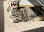 Gracie - Domestic Cat For Sale - Raymore, MO, US