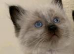 Bueatiful Ragdoll Boy - Ragdoll Kitten For Sale - MA, US