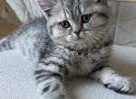 Fluffy kitties - Scottish Fold Kitten For Sale - 