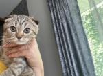 Cosmo - Scottish Fold Kitten For Sale - Chicago, IL, US