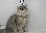 Kitty2 - Scottish Straight Kitten For Sale - Staten Island, NY, US