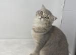 Kitty4 - Scottish Fold Kitten For Sale - Staten Island, NY, US
