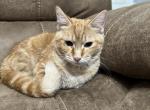 Blondie - Domestic Kitten For Adoption - Miramar, FL, US