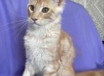 Julian - Maine Coon Kitten For Sale - Virginia Beach, VA, US