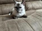 Frankie - Siamese Cat For Adoption - Miramar, FL, US