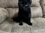 Bruce - Domestic Kitten For Adoption - Miramar, FL, US