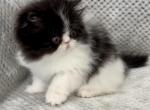 Cute Boy Black & White - Persian Kitten For Sale - 