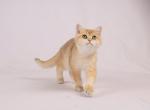 Cash - British Shorthair Kitten For Sale - San Francisco, CA, US