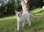 Hayden Marbleficent - Peterbald Kitten For Sale - Vienna, AT