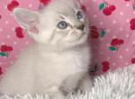 Flame point and blue lynx point - Siamese Kitten For Sale - Cherry Hill, NJ, US