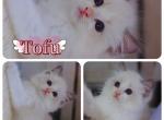 Tofu - Ragdoll Kitten For Sale - Katy, TX, US