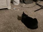 Orky - Bombay Cat For Adoption - Boston, NY, US