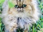 Alice - Persian Cat For Sale - Houston, TX, US