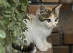 Amber - Domestic Kitten For Sale - 