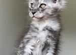 F litter - Maine Coon Kitten For Sale - Ankara, Ankara, 