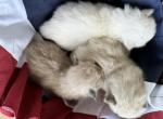 Meeko Litter - Ragdoll Kitten For Sale - FL, US