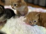 Careshas newest litter - Maine Coon Kitten For Sale - Brooklyn, NY, US