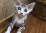 Roki - Devon Rex Kitten For Sale - Norwalk, CT, US