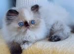 Angela - Persian Kitten For Sale - Hollywood, FL, US