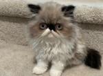 Kowala - Persian Kitten For Sale - Hollywood, FL, US