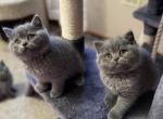 Kittens - Scottish Straight Kitten For Sale - Algonquin, IL, US