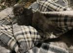 Shadow - Domestic Kitten For Sale - 