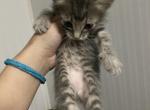 Simba - Domestic Kitten For Sale - 