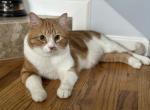 Cheddar - Domestic Cat For Adoption - Boulder, CO, US