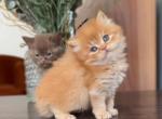 Red cinnamon kitten - British Shorthair Kitten For Sale - İstanbul, İstanbul, 