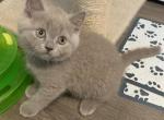 Clyde - British Shorthair Kitten For Sale - Monroe, CT, US