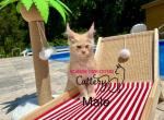 Orange kittie - Maine Coon Kitten For Sale - Charlotte, NC, US