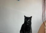 Lunita - Domestic Cat For Adoption - 